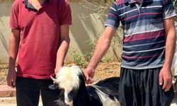 Adana’da keçi çalan 2 şüpheli yakalandı