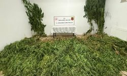 Şanlıurfa’da 2 kilo esrar ile 555 kök kenevir ele geçirildi: 3 gözaltı