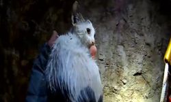 20 metrelik kuyuya düşen yavru kedi kurtarıldı