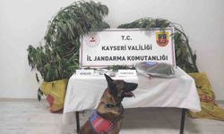 Kayseri’de 7 kök kenevir ele geçirildi: 1 gözaltı