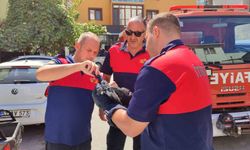 Çatıdaki ağlara takılan güvercini itfaiye kurtardı