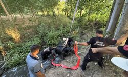 Düzce'de bataklığa saplanan inek kurtarıldı