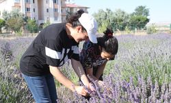 Van'da akademisyenlerin yetiştirdiği tıbbi ve aromatik bitkilerin hasadı yapıldı