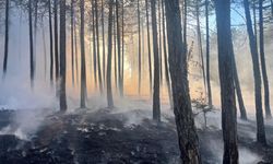 Kastamonu'da çıkan orman yangını kontrol altına alındı