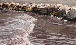 Tekirdağ'da poyraz nedeniyle sahilin bir kısmı kırmızı yosunla kaplandı