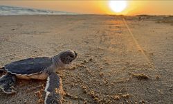 Belek sahillerinde kaplumbağa yavrularının denizle buluştuğu zorlu yolculuk görüntülendi
