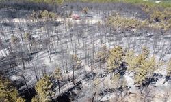 Bolu’daki orman yangınıyla ilgili 1 kişi tutuklandı