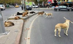 Ankara’da kendisine saldıran sokak köpeğini silahla vurdu