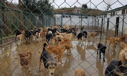 Hindistan'ın başkent bölgesindeki tüm sahipsiz köpekler barınaklara gönderilecek