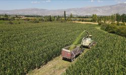 Erzincan'da silajlık mısır üretimi hayvancılığı güçlendirip besiciye kazanç sağlıyor