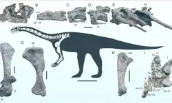 Çin'de yeni bir dinozor türüne ait fosil bulundu