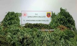 Şanlıurfa’da 11 kilo 200 gram esrar ele geçirildi