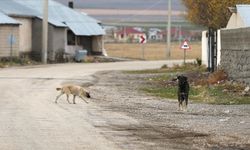 İzmir'de sahipsiz köpeklerden kaçarken otomobilin çarptığı kadın hayatını kaybetti