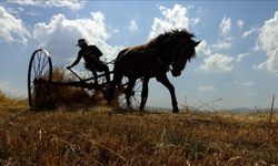 Kars'ta çiftçiler tarlalarındaki son buğdayları hasat ediyor