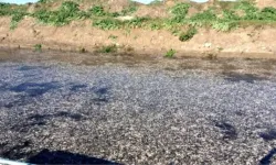 Balıkesir'in Manyas Gölü'ndeki toplu balık ölümleriyle ilgili inceleme başlatıldı