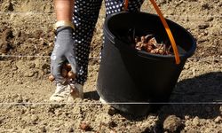 Karabük'te safran soğanı toprakla buluştu