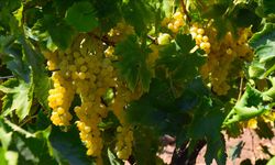 Manisa'da Sultani çekirdeksiz üzümde hasat ve kurutma mesaisi başladı