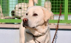Erzurum'da kırsaldaki çoban köpekleri mikroçip takılarak sahiplendirilecek