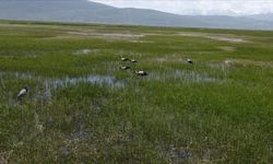 Bitki örtüsünün gelişimi ve serin hava leylekleri Erzurum'da konaklattı