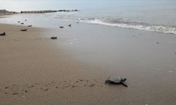 Kızılot Sahili’nde Mucizevi Yolculuk: 15 Binden Fazla Caretta Caretta Denize Ulaştı