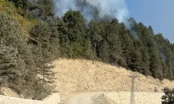 Türkeli'de ormanlık alanda örtü yangını