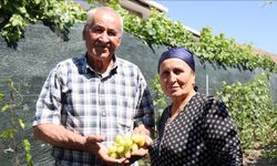 Ahıska Türkü çift, Ukrayna'dan getirdiği fidanlarla Erzincan'da 70 çeşit üzüm yetiştiriyor