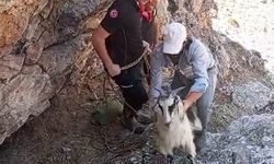 Malatya’da dağlık alanda mahsur kalan keçiler kurtarıldı