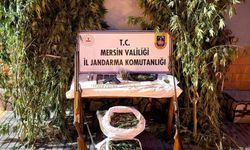 Mersin’de bahçelerine kenevir eken 3 şüpheli yakalandı