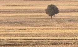 Silopi’de bir kişi arazide ölü bulundu