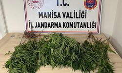 Manisa’da bahçesine kenevir eken kişi tutuklandı