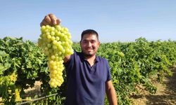 Coğrafi işaretli İsabey çekirdeksiz üzümünde hasat başladı