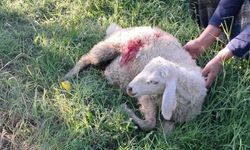 Erzincan’da başıboş sokak köpekleri 6 kuzuyu telef etti