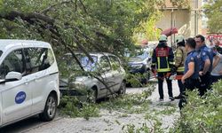 Kadıköy’de ağaç dalı iki otomobilin üzerine devrildi