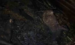 Ahır yandı, 7 hayvan telef oldu