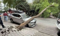 Ağaç otomobilin üzerine devrildi