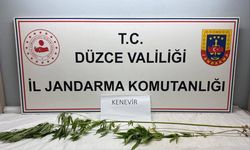 Jandarma’dan uyuşturucu operasyonu