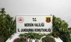 Uyuşturucuyu saksılara ekip evinin çevresine yerleştirmiş