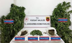 Sarıkaya’da 25 kök kenevir ele geçirildi