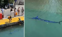 Tarım ve Orman Bakanlığından Bodrum'da mavi yelken balığının zıpkınla vurulmasına dair açıklama
