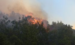 Antalya'nın Alanya ilçesindeki orman yangınına müdahale sürüyor
