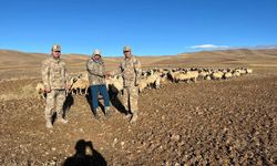 Erzincan’da kaybolan 300 koyun İHA desteği ile bulundu