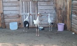 Göçü kaçırdılar... Kışı Kızılırmak Deltası Kuş Cenneti'nde geçirecekler