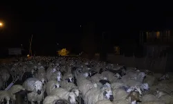 Malatya'da iş makinesinin çarptığı 13 küçükbaş hayvan telef oldu
