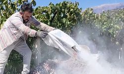 Manisa’da Yasaklı İlaç Kullanılan 6 Ton Üzüm İmha Edildi