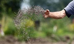 Türk tohumculuk sektörünün hedefi dünyada ilk 5'e girmek