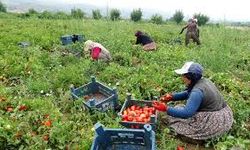 Tokat'taki tarlalarda domates hasadı sürüyor