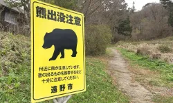 Japonya’da ayı saldırılarına karşı yeni yasa yürürlükte