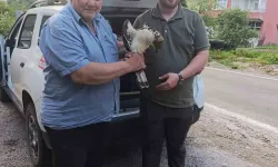 Kastamonu'da bulunan yaralı şahin tedavi altına alındı