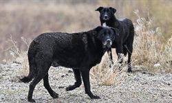Ankara'da sahiplendiği köpekleri öldürdüğü iddia edilen sanığın dosyası mütalaa için savcılığa gönderildi
