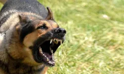 Köpek saldırısından kaçmaya çalışırken motosikleti devirdi